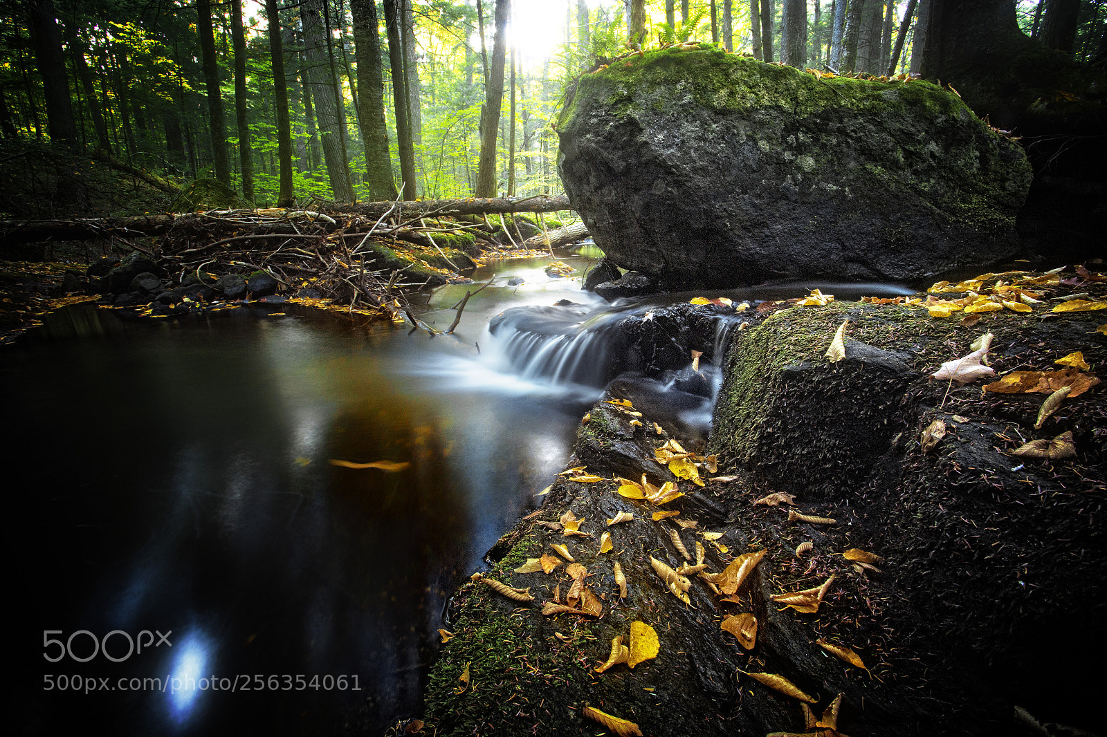 Canon EOS-1D X sample photo. Small woodland pool photography