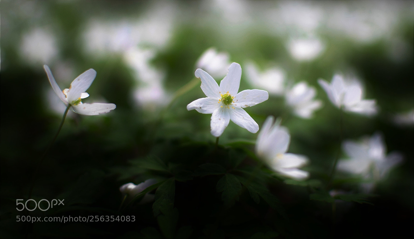 Nikon D3300 sample photo. White photography