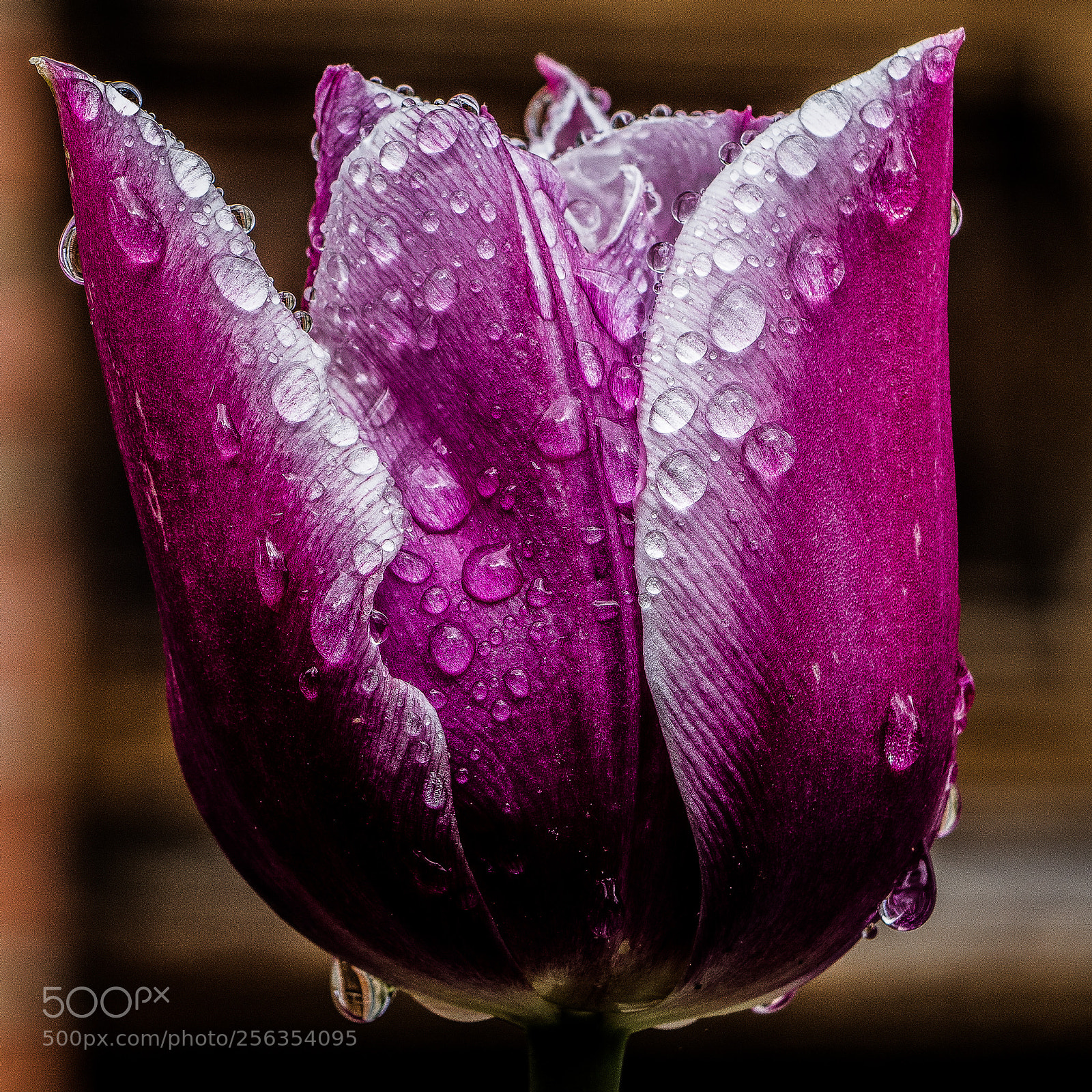 Canon EOS 760D (EOS Rebel T6s / EOS 8000D) sample photo. Wet tulip 2 photography