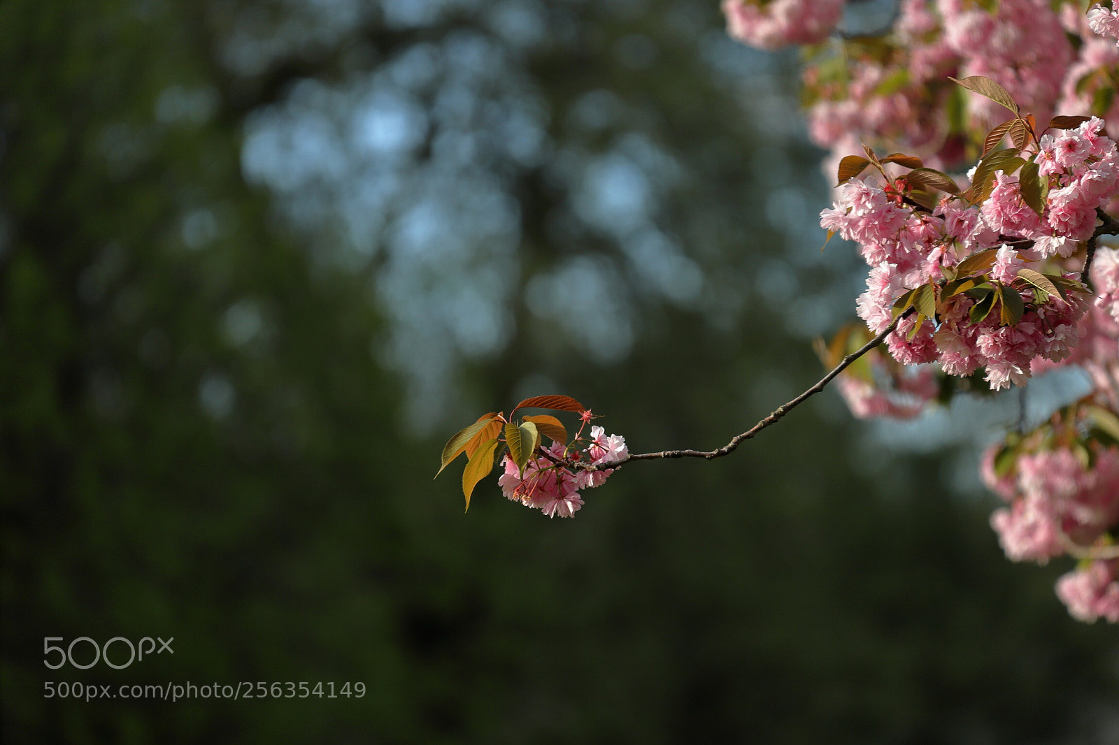 Canon EOS 6D Mark II sample photo. Branching out photography