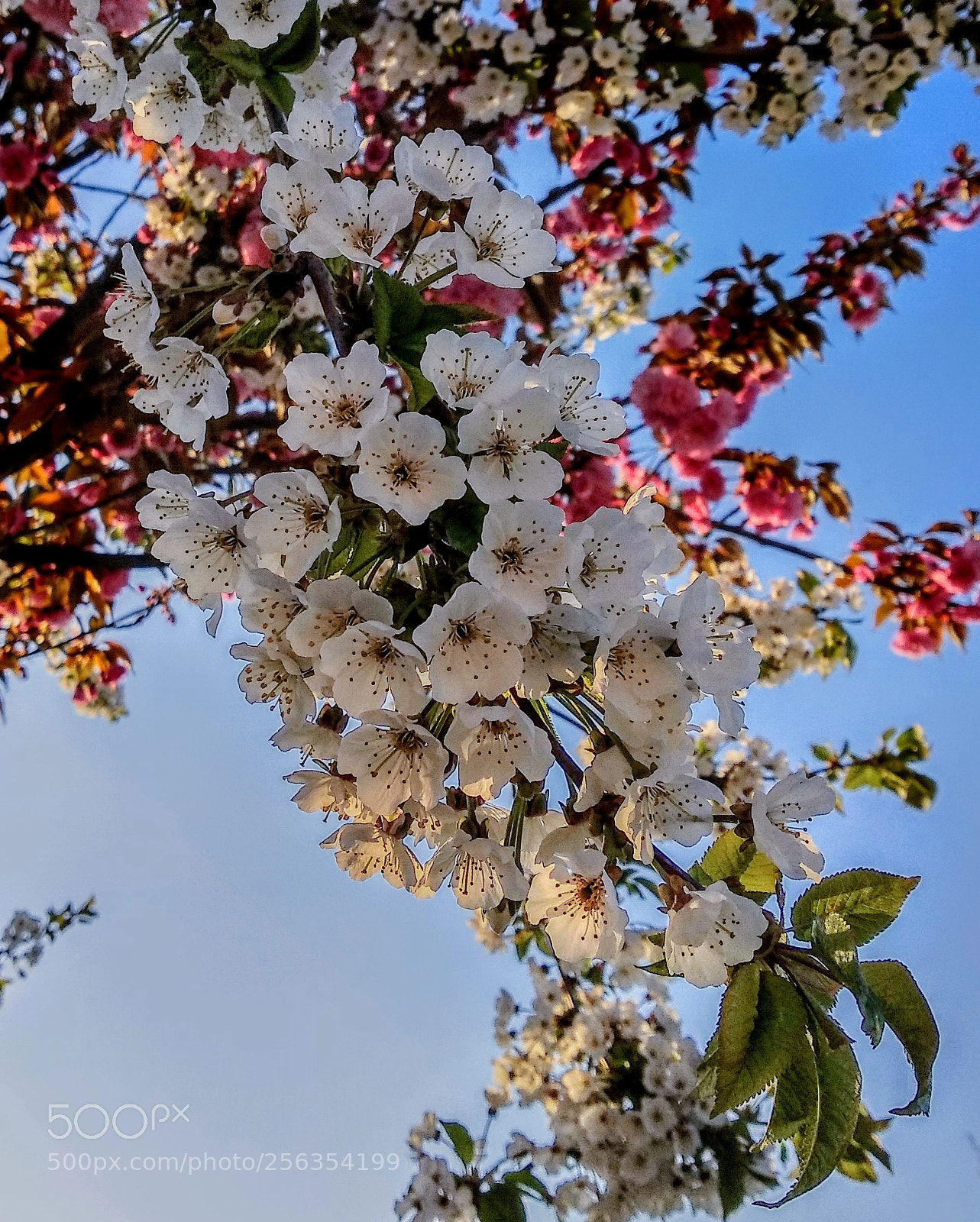 Xiaomi Mi A1 sample photo. Untitled photography
