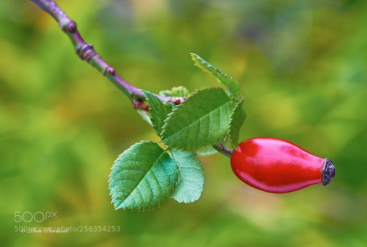Nikon D600 sample photo. Rose-hip photography