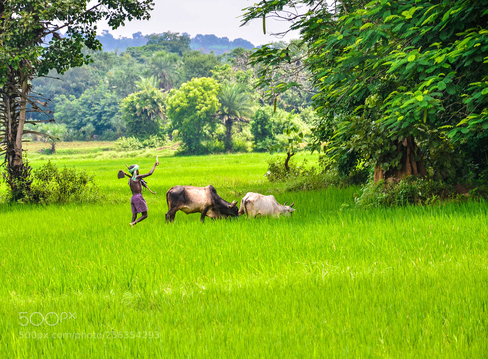 Nikon D7000 sample photo. Agriculture photography