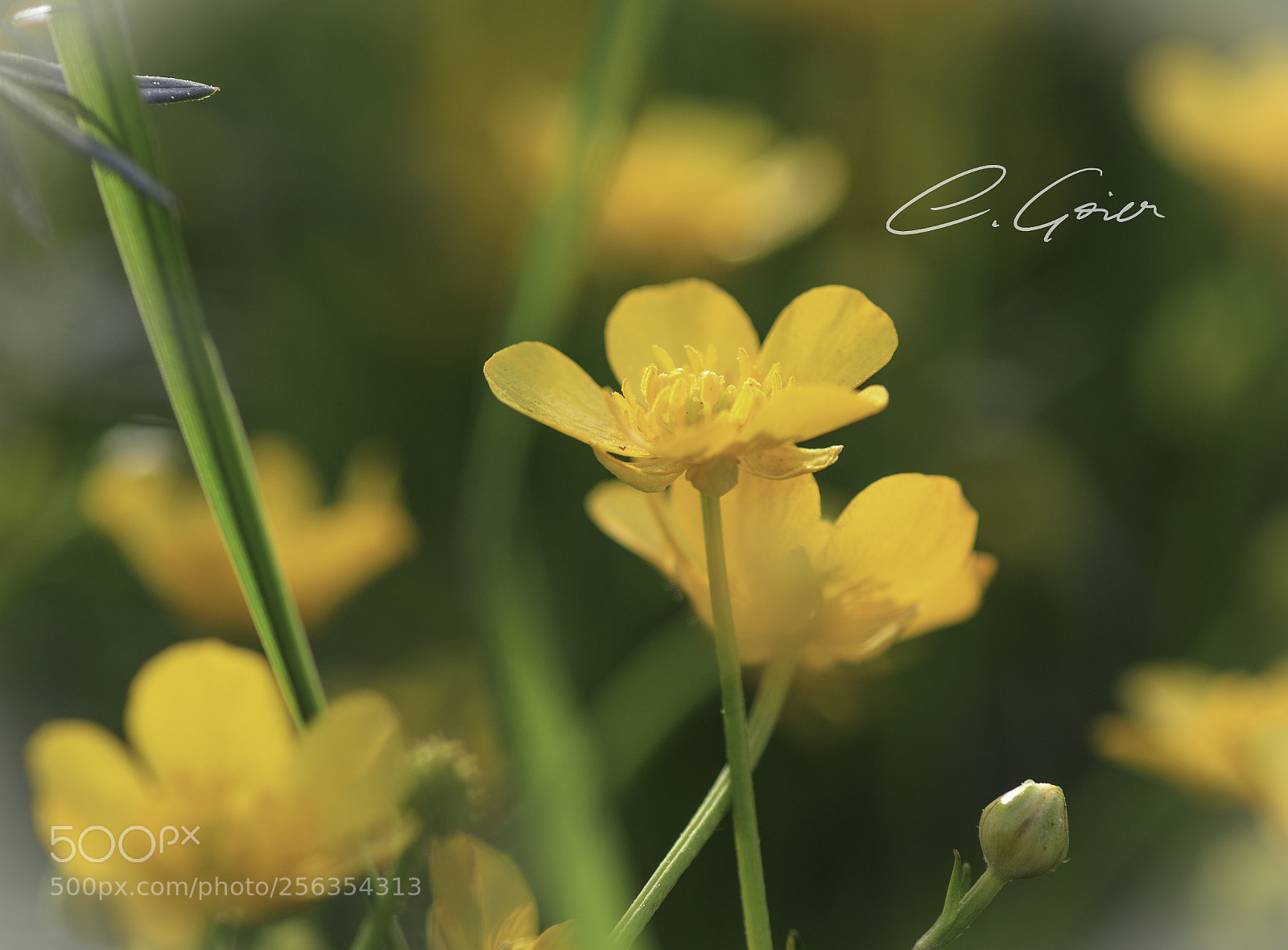 Canon EOS 77D (EOS 9000D / EOS 770D) sample photo. Buttercup photography