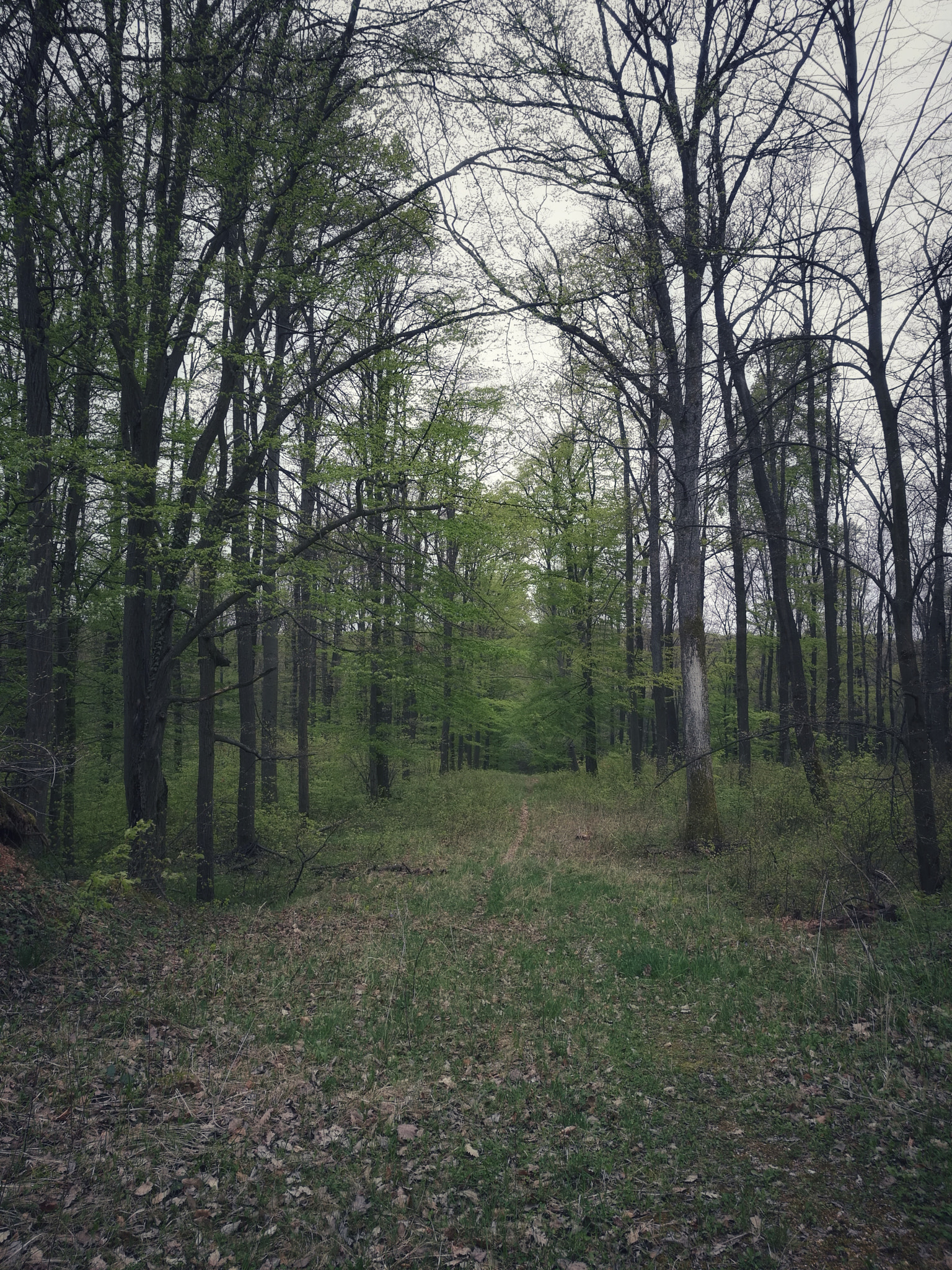 HUAWEI Honor 8 sample photo