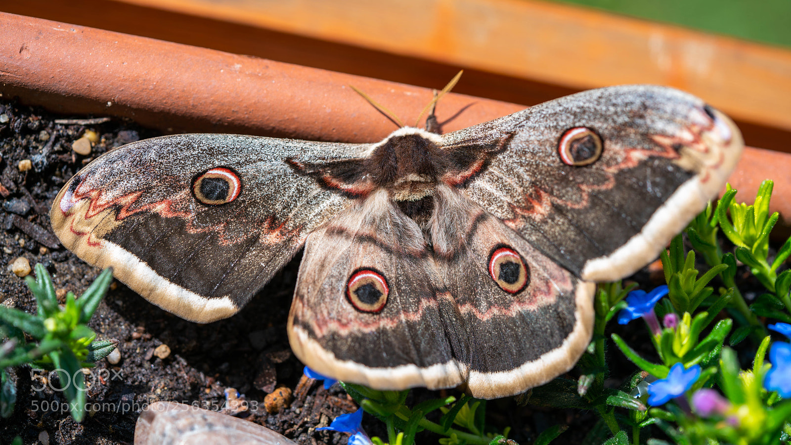 Sony a7R II sample photo. Nachtpfaunauge in der blumenkiste photography