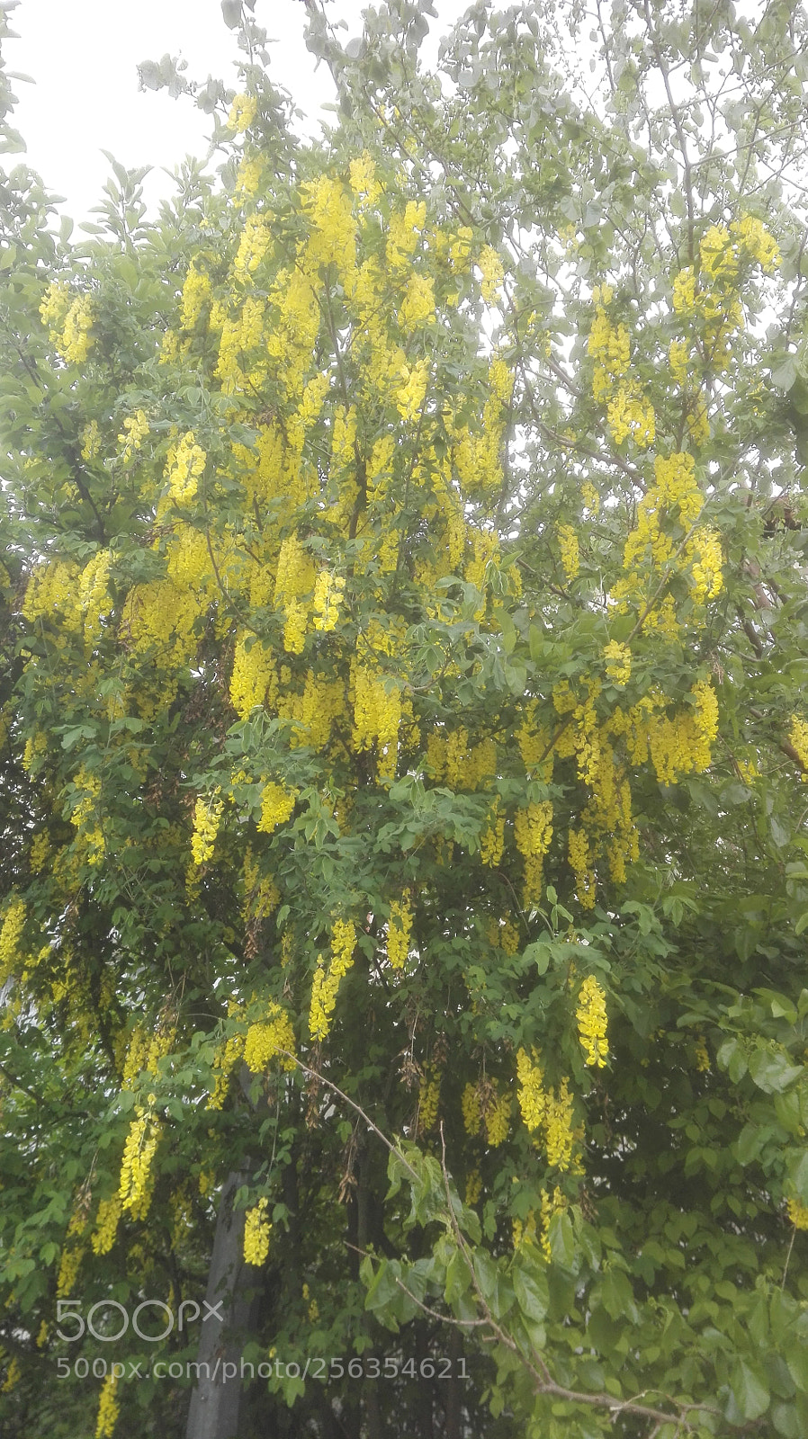 HUAWEI P8 Lite sample photo. Yellowish blooming tree photography