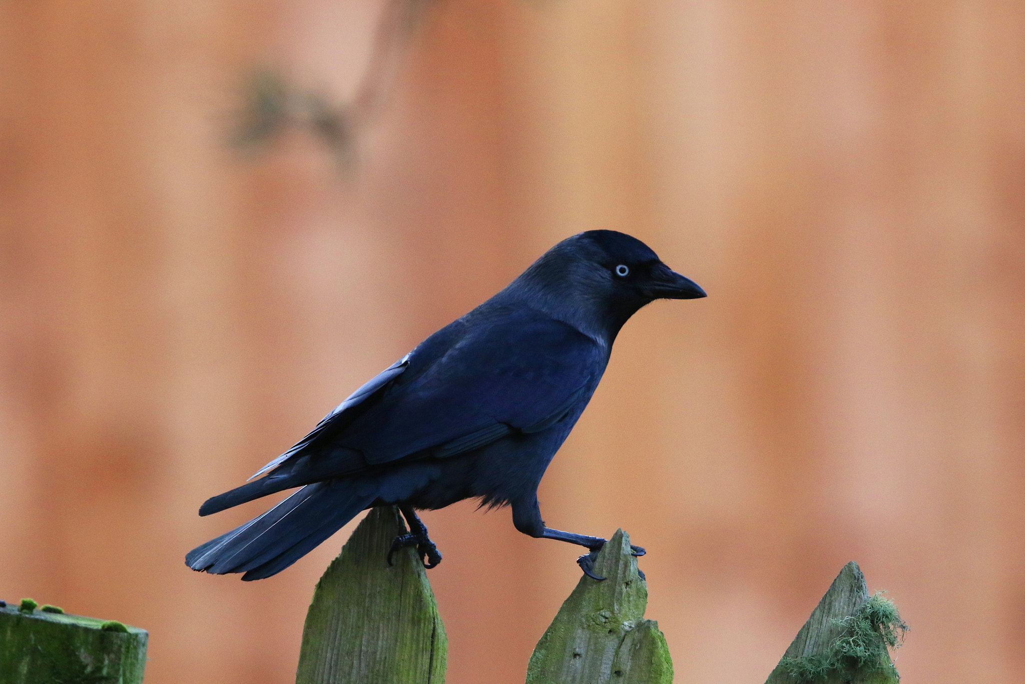 Canon EF 500mm F4L IS II USM sample photo. Jackdaw photography