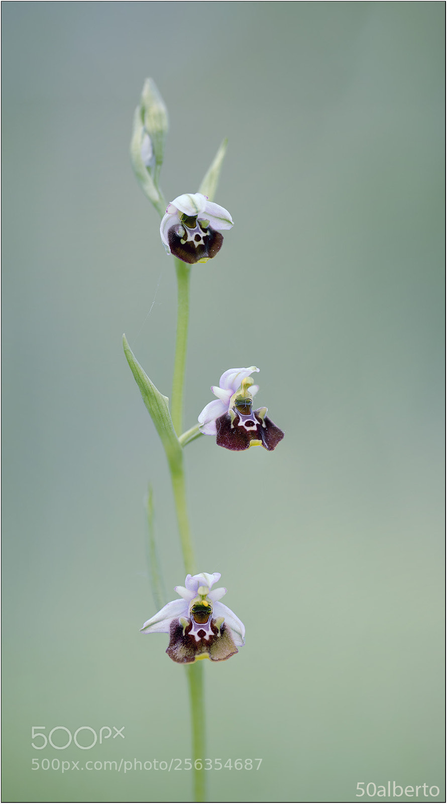 Nikon D610 sample photo. Ophrys untchjii photography