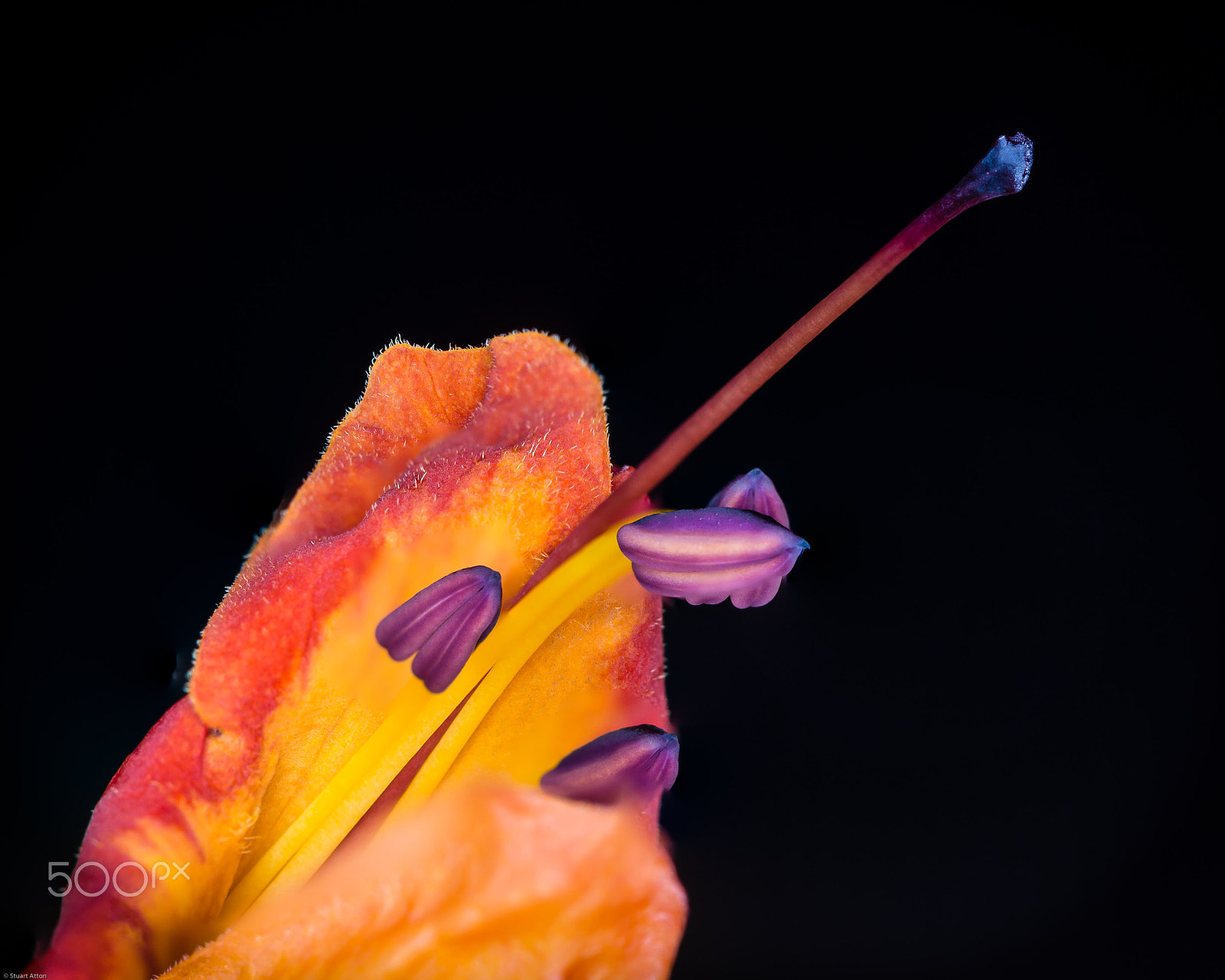 Samsung NX20 sample photo. Flower detail photography