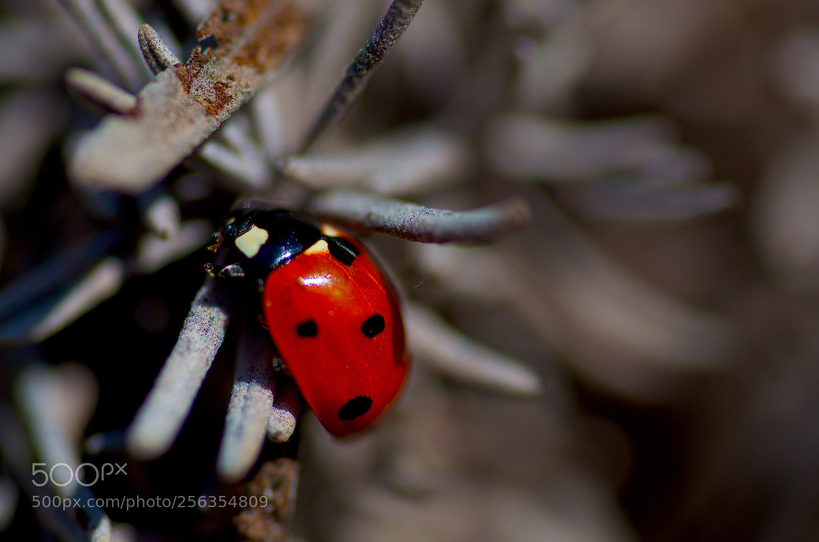 Nikon D7000 sample photo. Ladybug photography