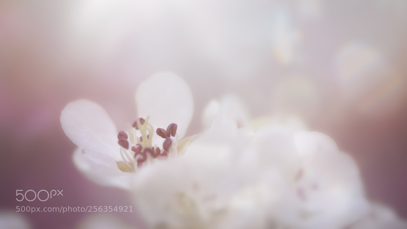 Nikon D800 sample photo. Soft in pink photography