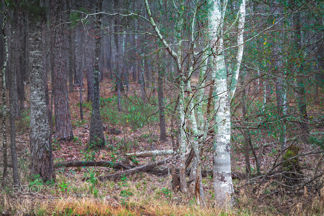 Canon EOS 5D Mark II sample photo. Early spring photography