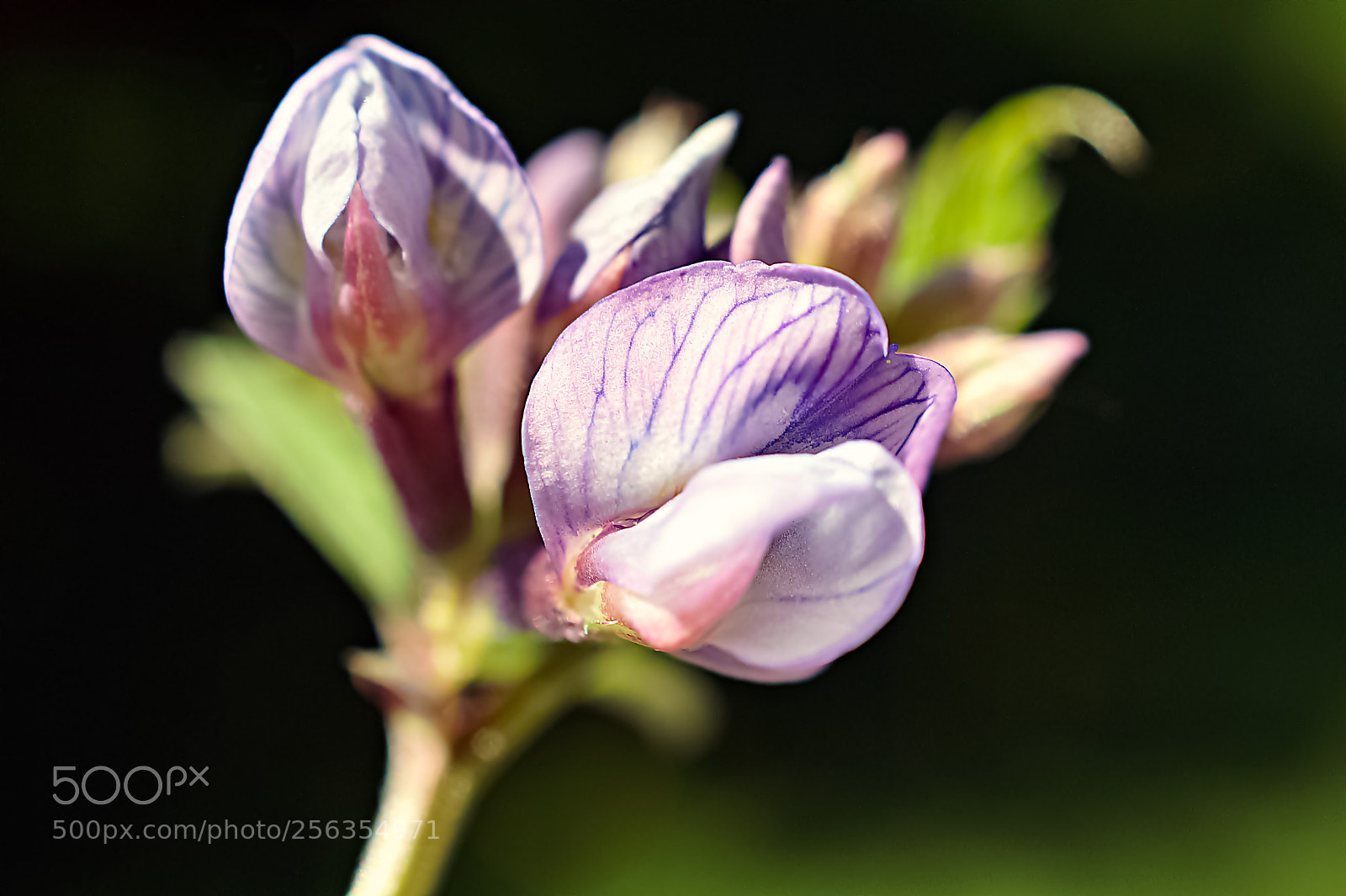 Sony SLT-A58 sample photo. *** meadow flower *** photography