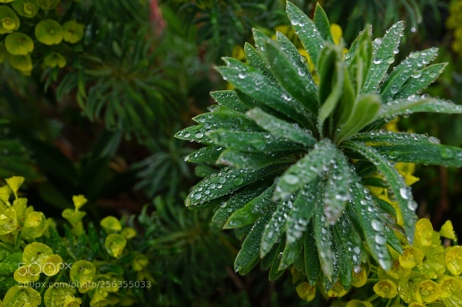 Sony ILCA-77M2 sample photo. Water drops on unique photography