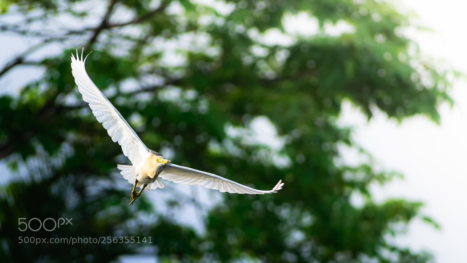 Nikon D5300 sample photo. Fly by photography