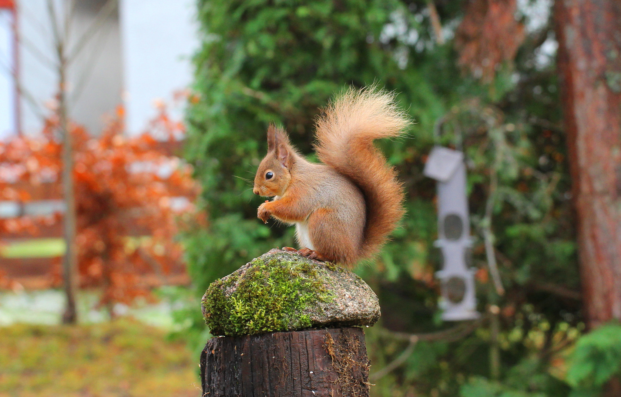 Canon EF 100mm F2.8L Macro IS USM sample photo. Red squirrel photography