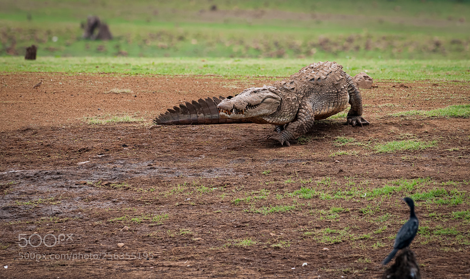 Nikon D300S sample photo. Marsh crocodile photography