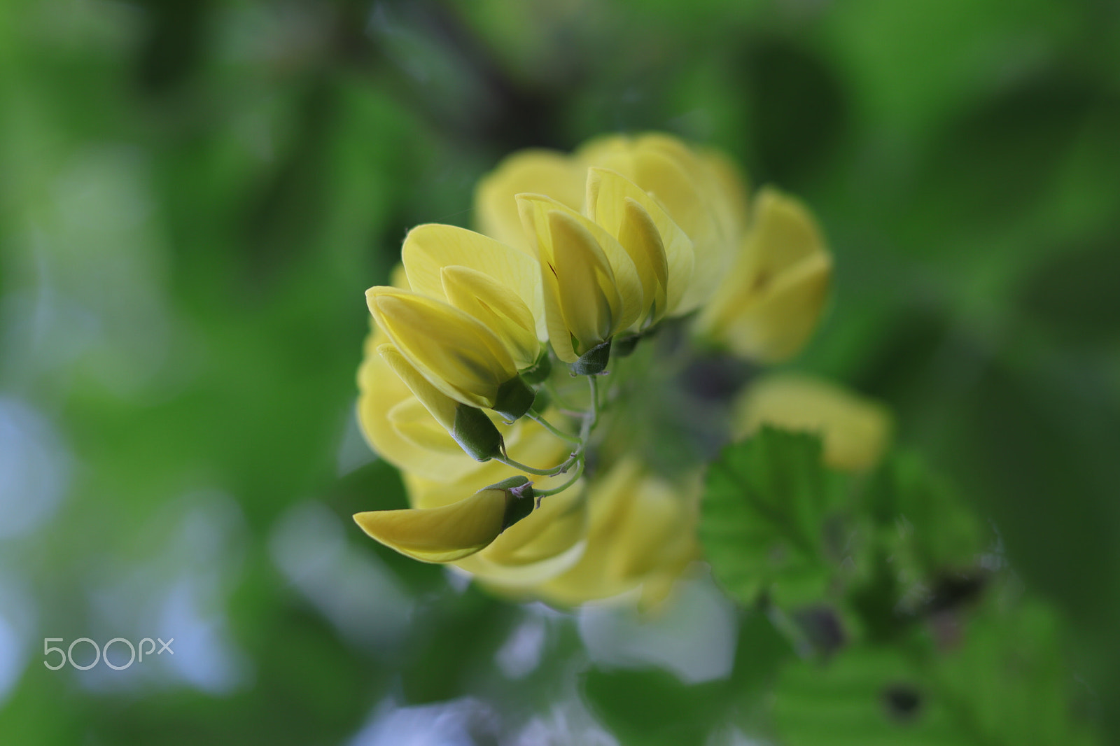 Canon EOS 800D (EOS Rebel T7i / EOS Kiss X9i) + Canon EF 50mm F1.8 STM sample photo. Tenderness photography