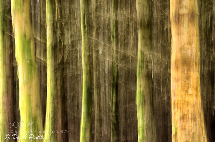 Sony Alpha NEX-6 sample photo. Lakeland woods icm 2 photography