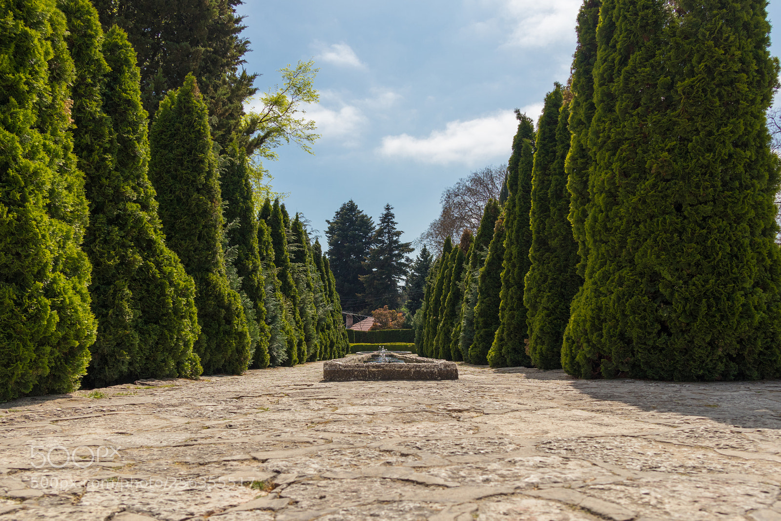 Canon EOS M5 sample photo. Pine trees in park photography