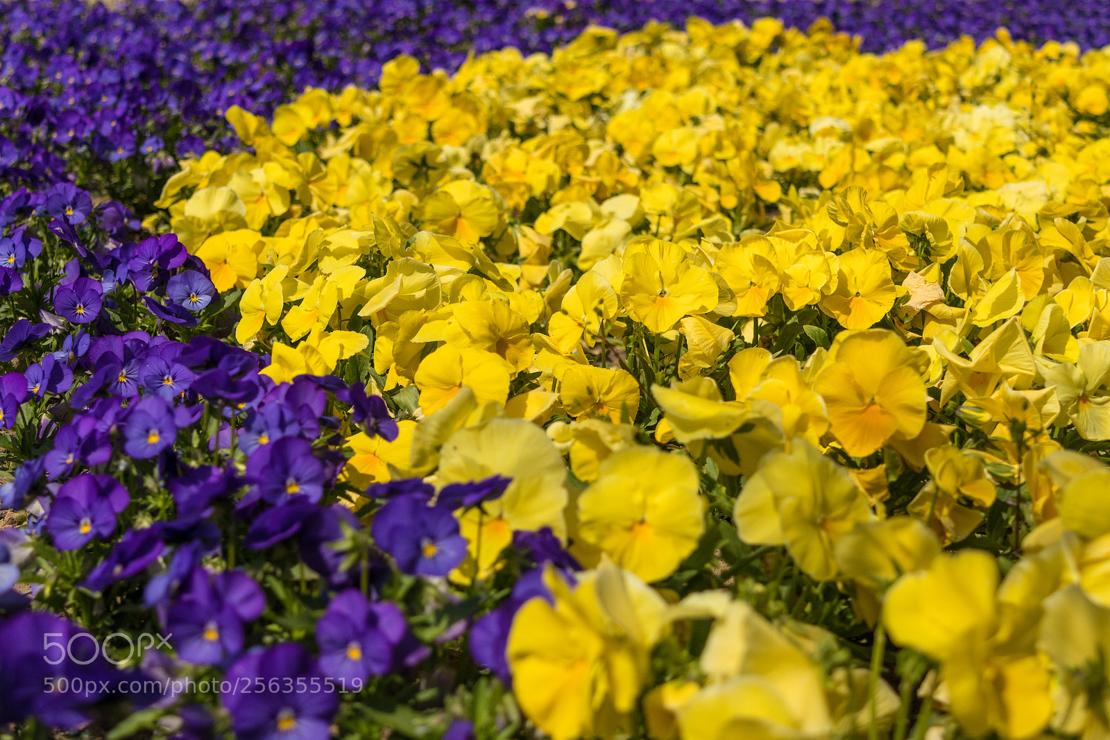 Canon EOS M5 sample photo. Lots of flowers pansies photography
