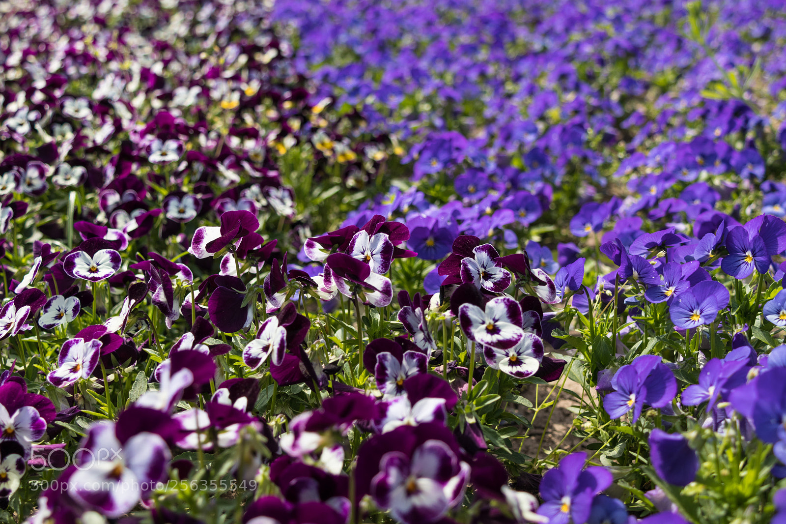 Canon EOS M5 sample photo. Lots of flowers pansies photography
