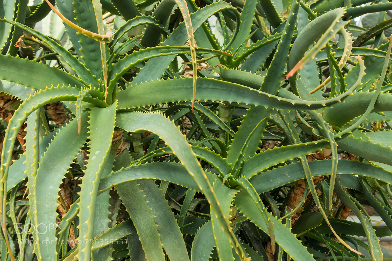 Canon EOS M5 sample photo. Aloe vera plants, tropical photography