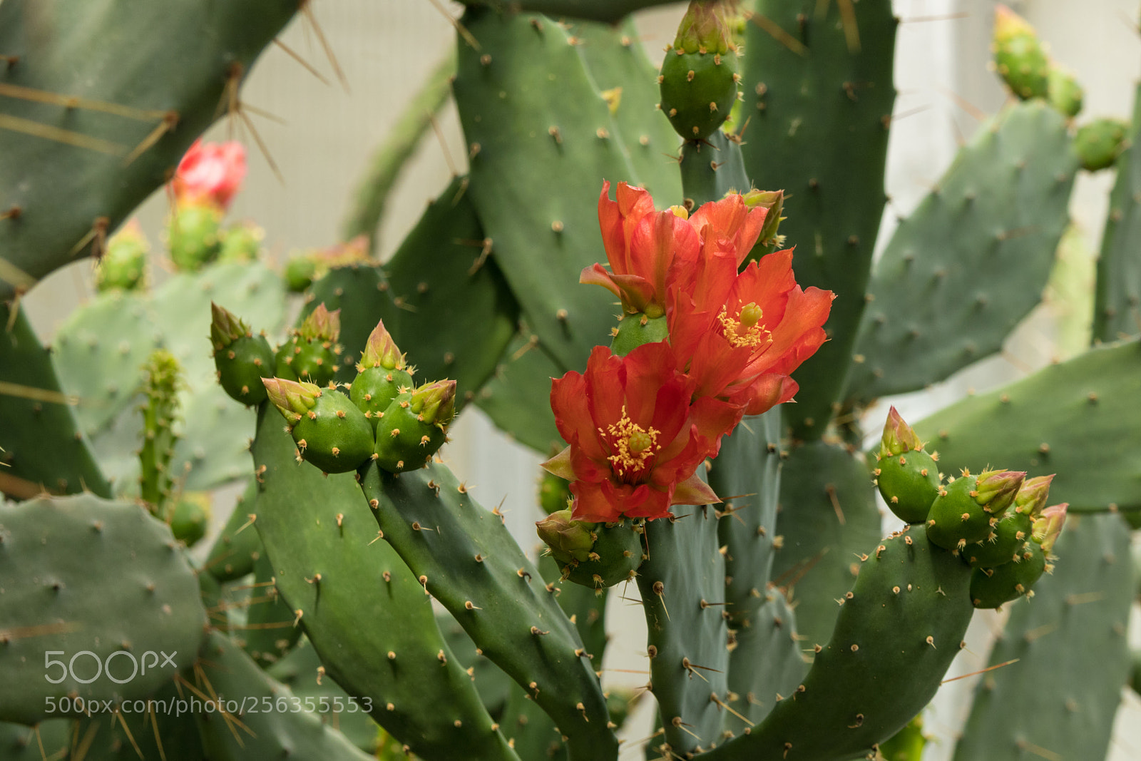 Canon EOS M5 sample photo. Cactus opuntia flower red photography
