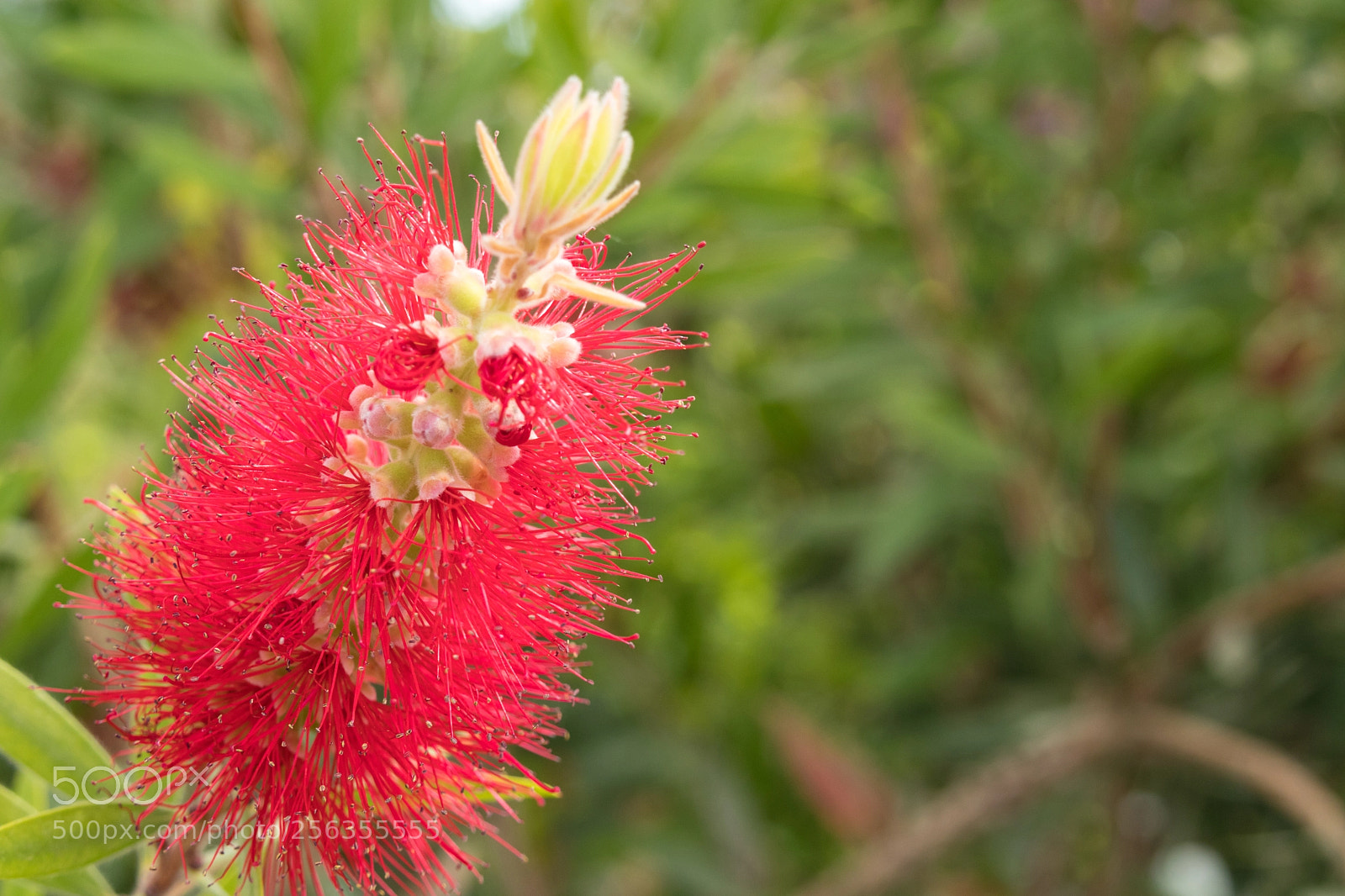 Canon EOS M5 sample photo. Head powder puff flower photography