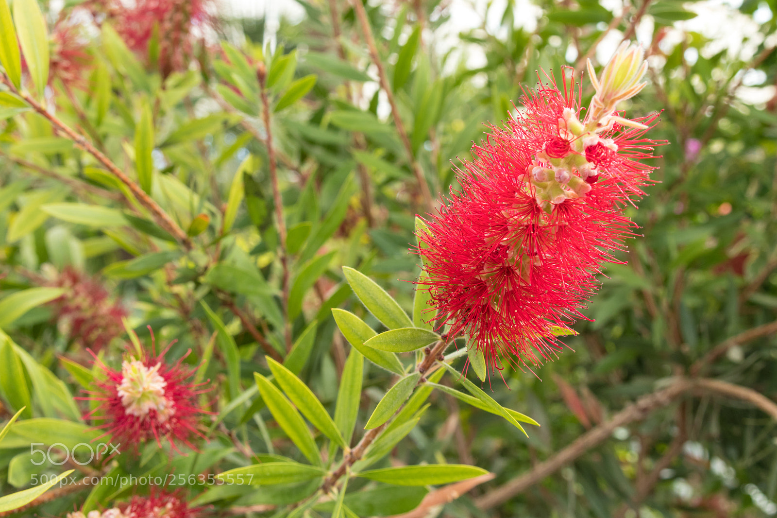 Canon EOS M5 sample photo. Head powder puff flower photography