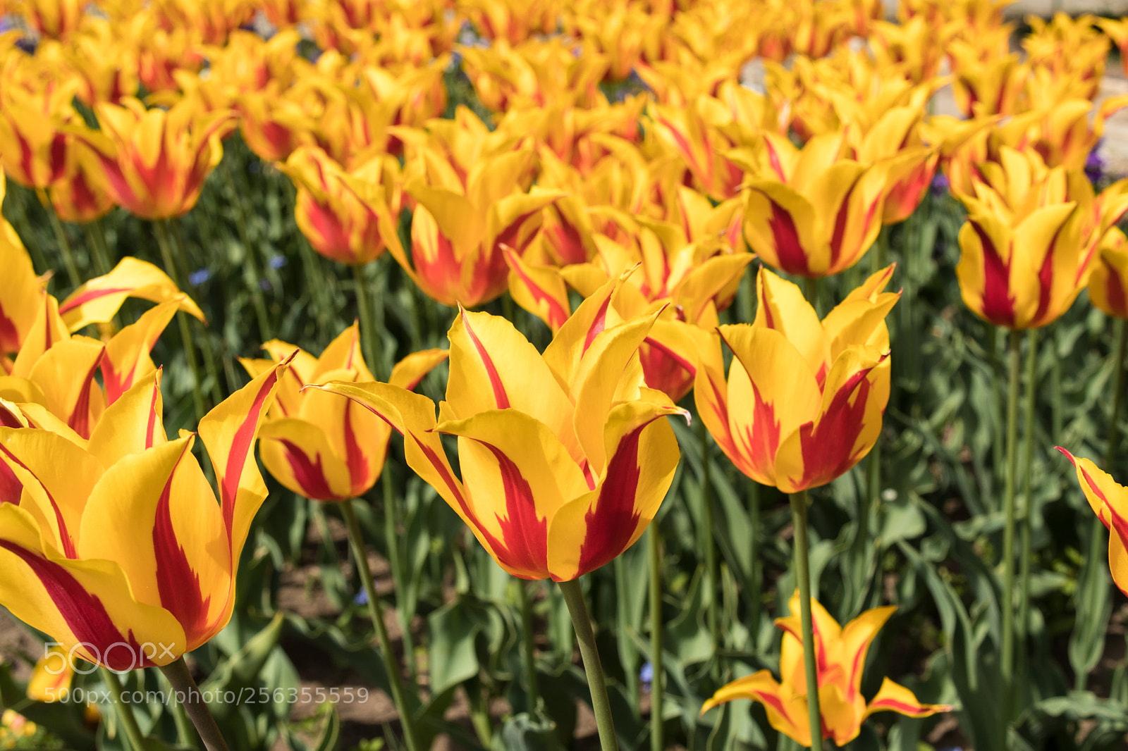 Canon EOS M5 sample photo. Red tulip garden closeup photography