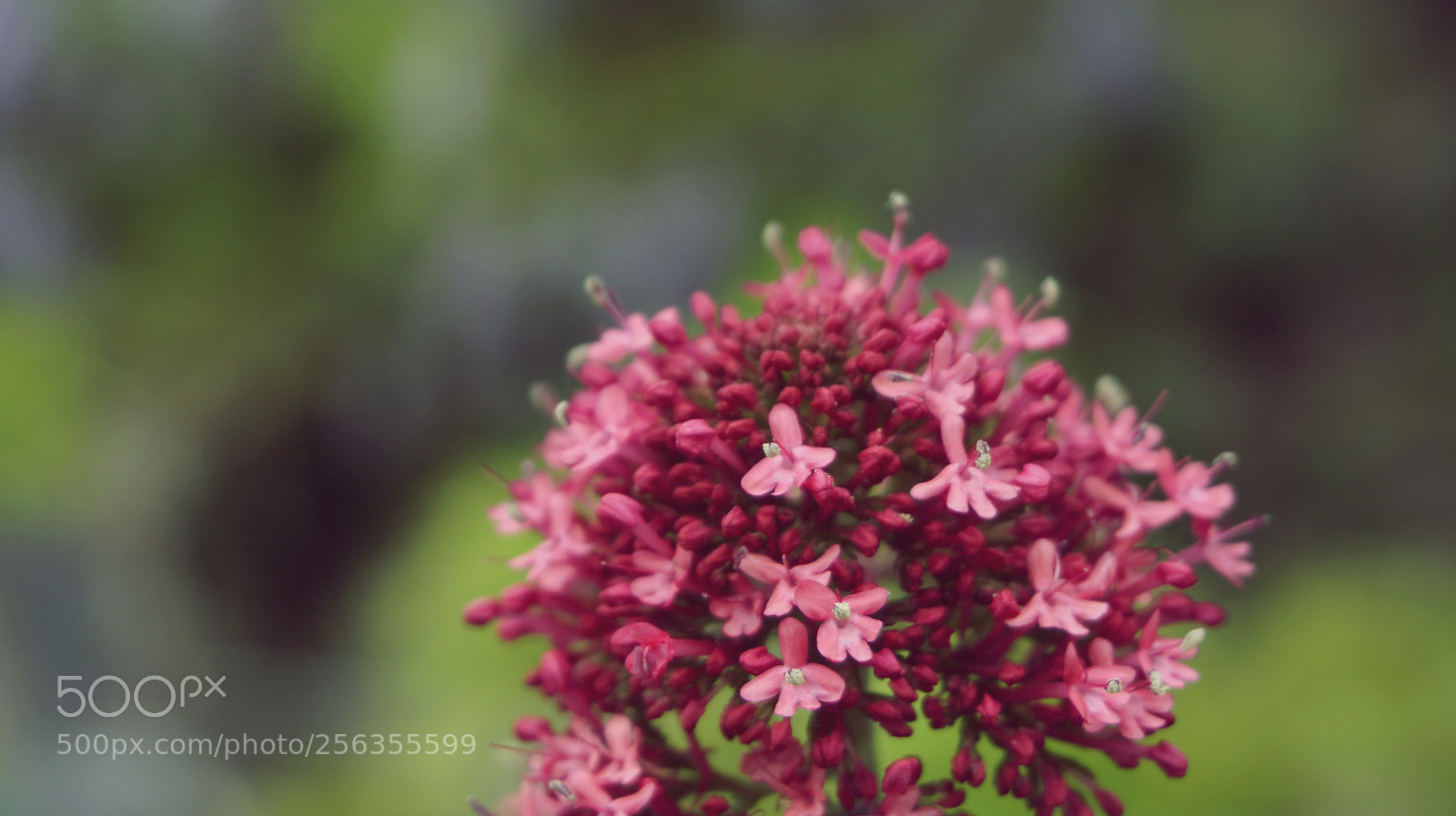 Sony a6000 sample photo. Giardino delle rose, firenze photography