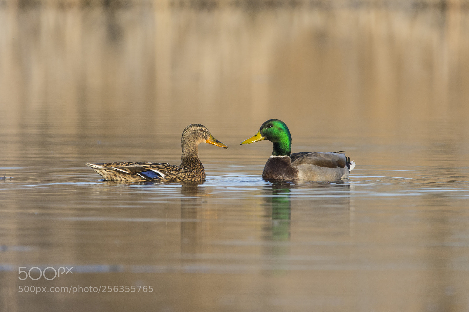 Nikon D7100 sample photo. Mallard photography