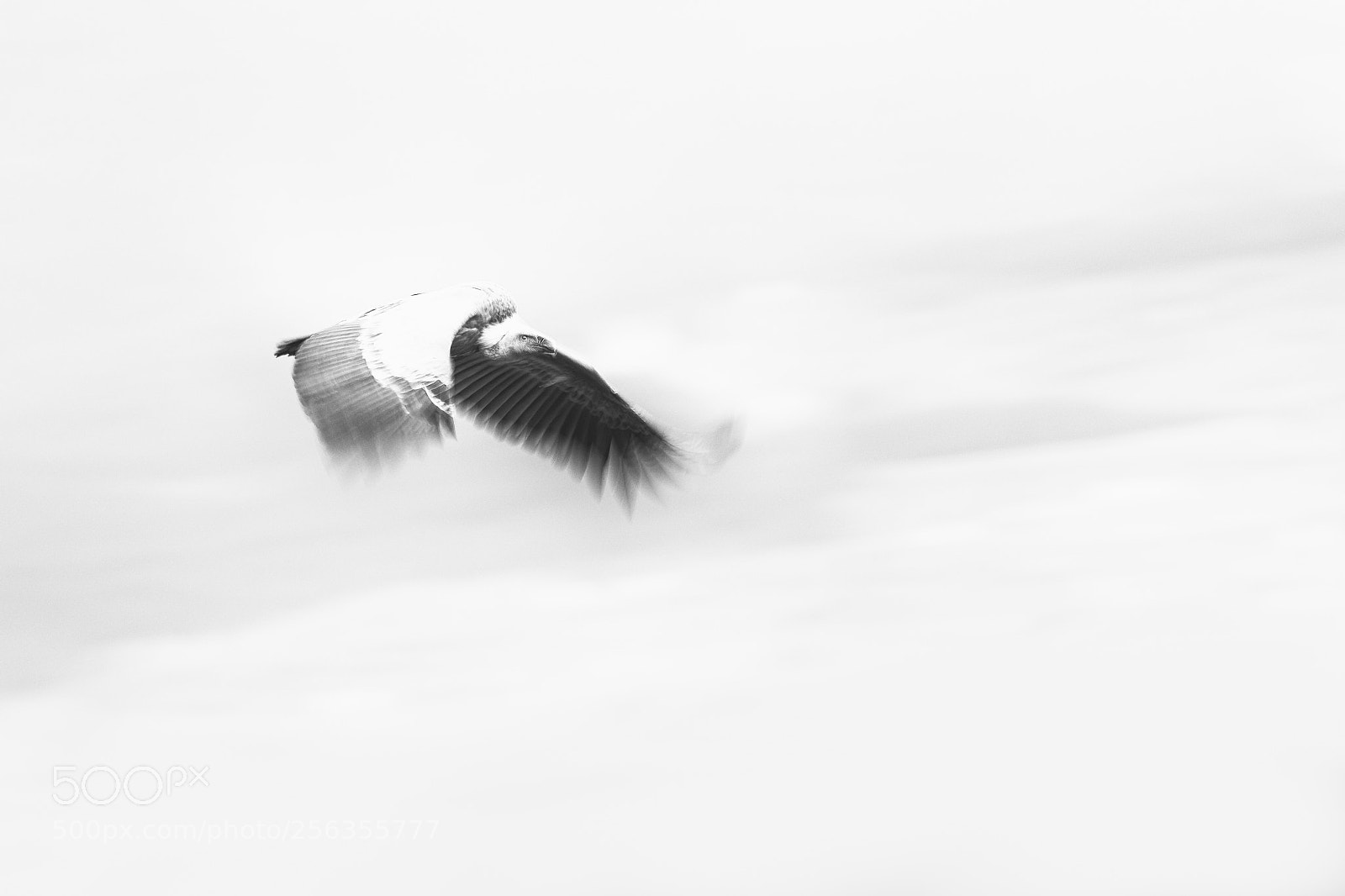 Canon EOS-1D X Mark II sample photo. Griffon pano photography