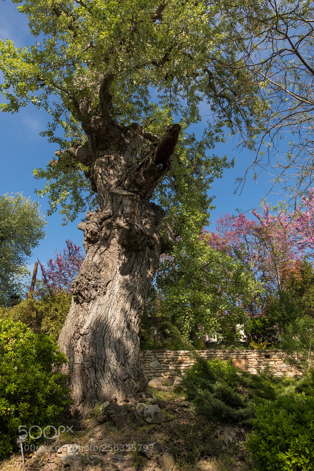 Canon EOS M5 sample photo. Big old tree in photography