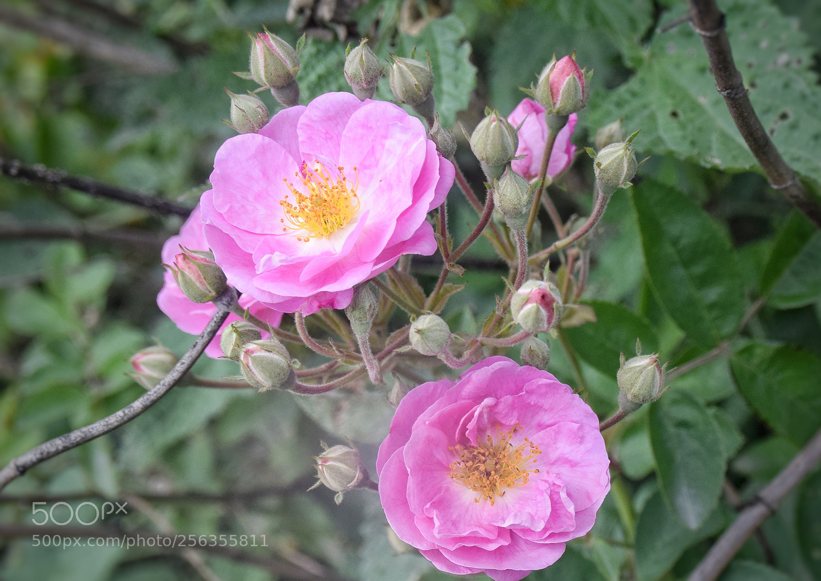 Nikon D3300 sample photo. Flower photography