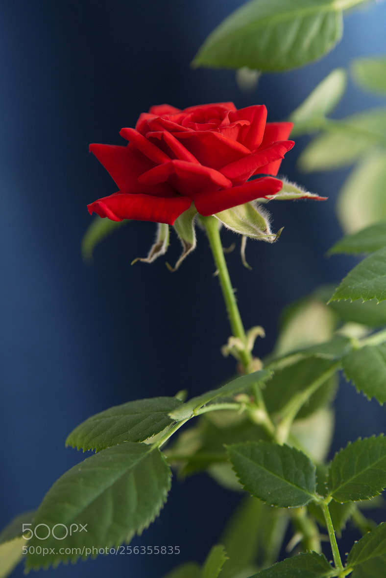 Canon EOS 50D sample photo. Red rose photography