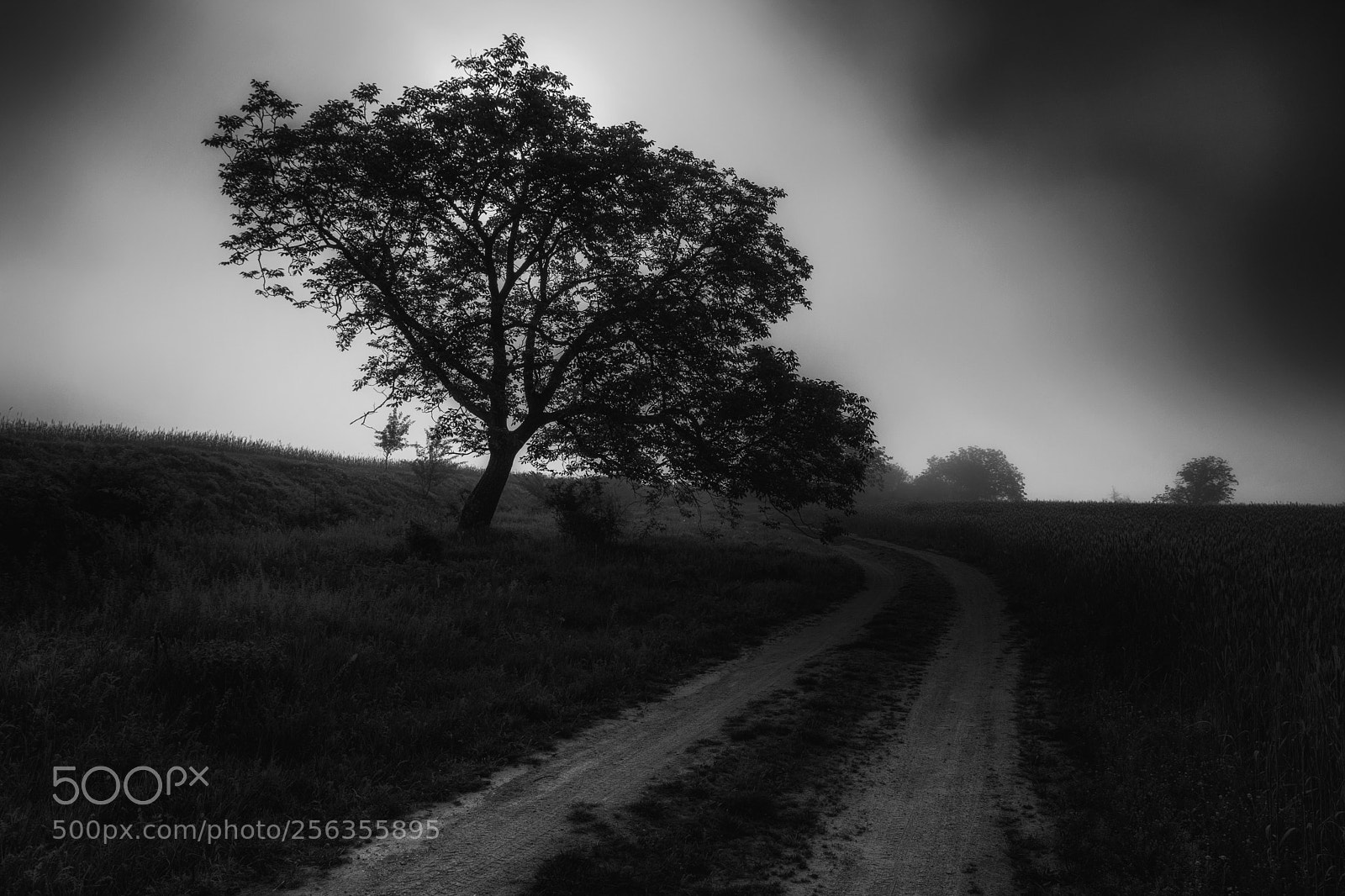 Nikon D5300 sample photo. Country road photography