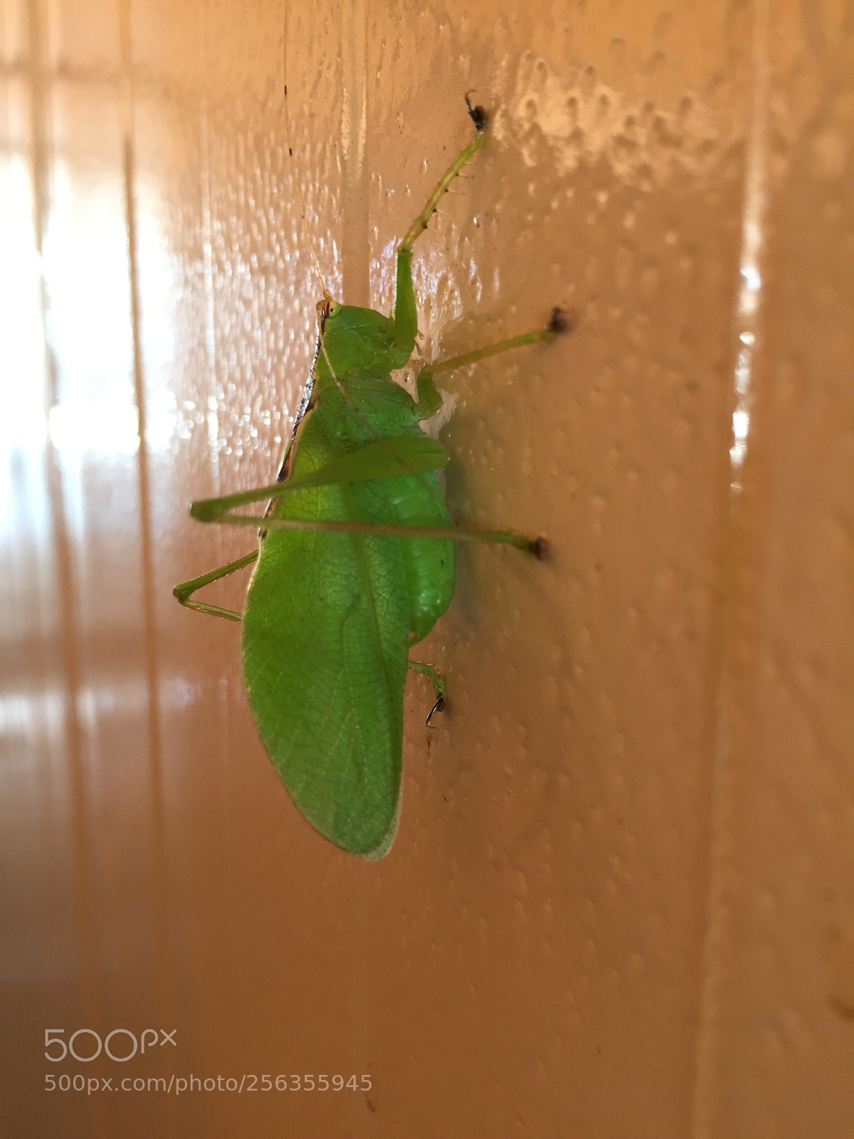 Apple iPhone 6 sample photo. Untitled photography
