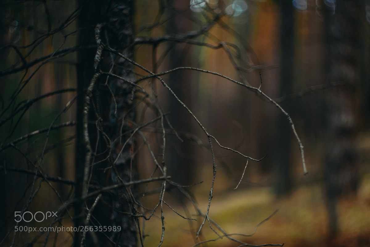 Nikon D610 sample photo. Land photography