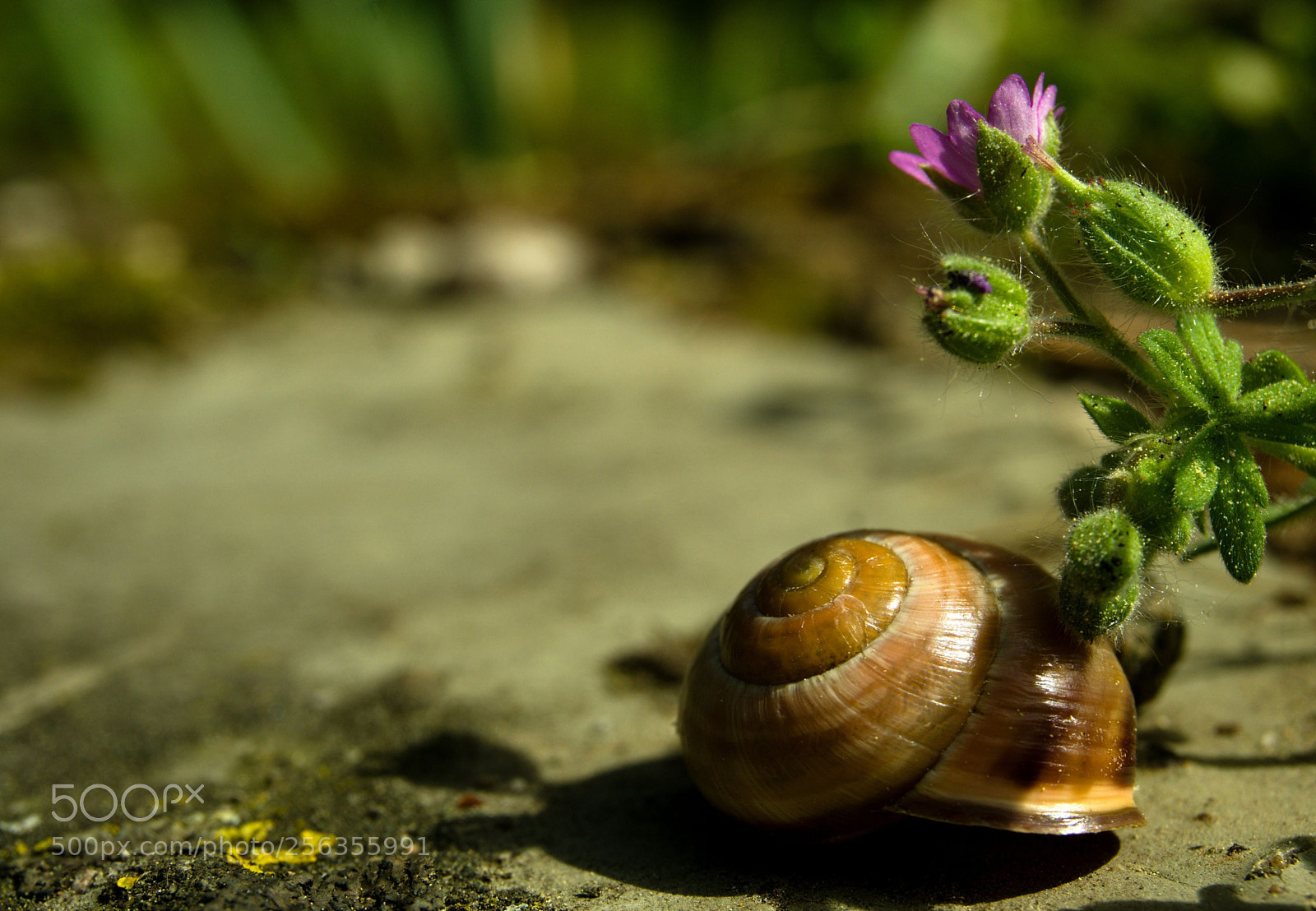 Sony a6000 sample photo. Still life with snail photography