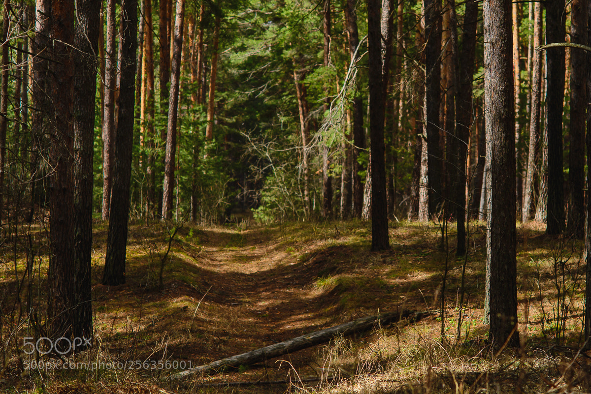 Nikon D610 sample photo. Land photography