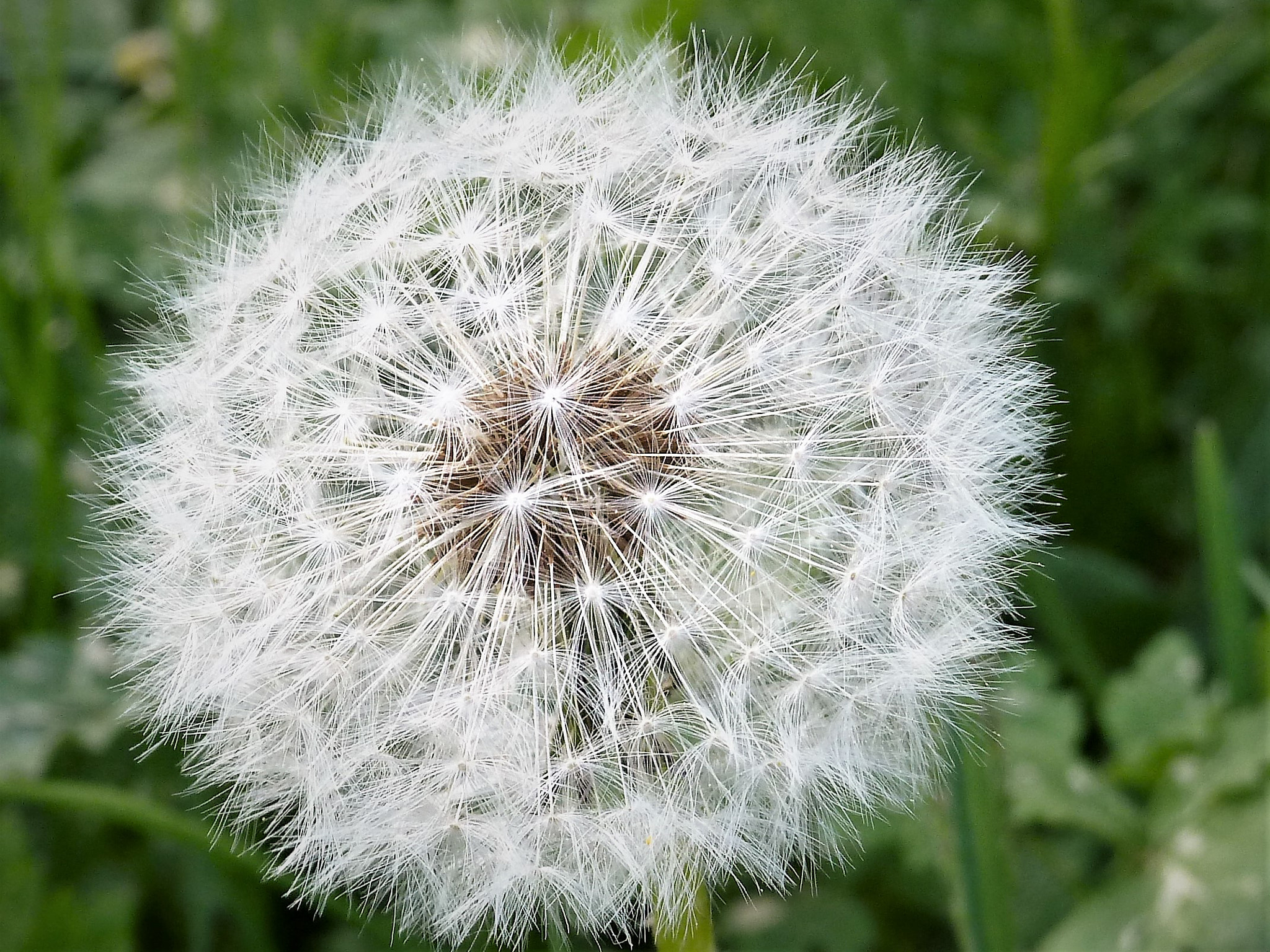 Panasonic Lumix DMC-ZS5 (Lumix DMC-TZ8) sample photo. Zarte pusteblüte photography