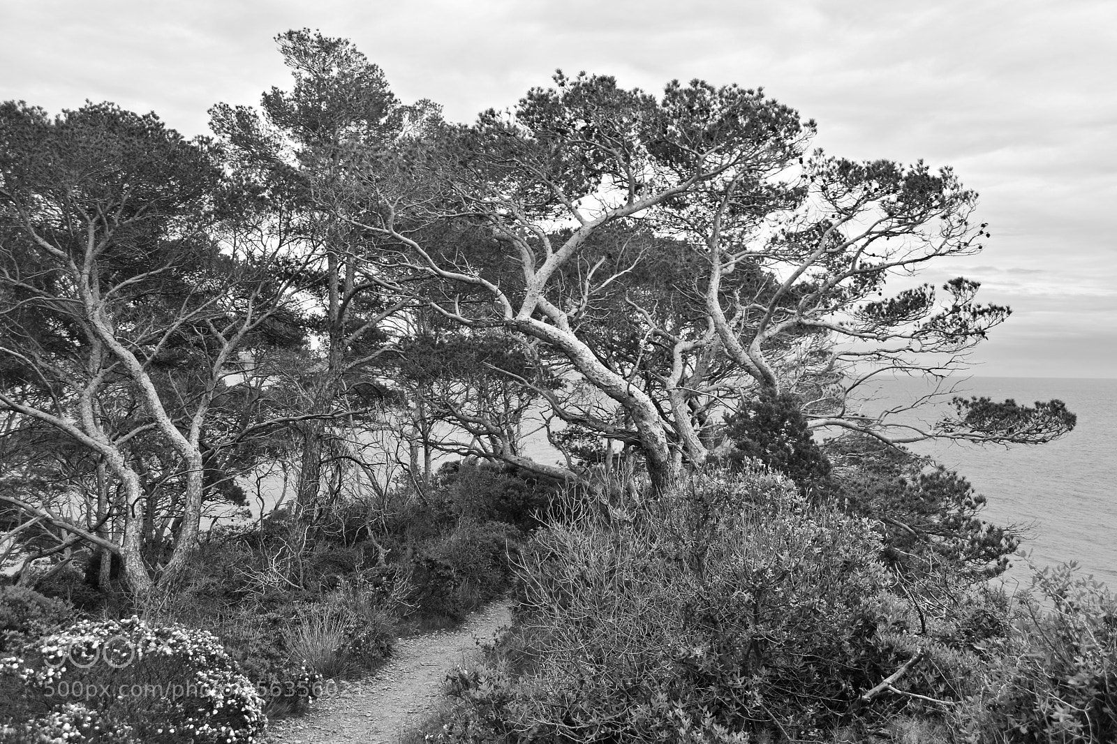 Nikon D5300 sample photo. French bushes photography