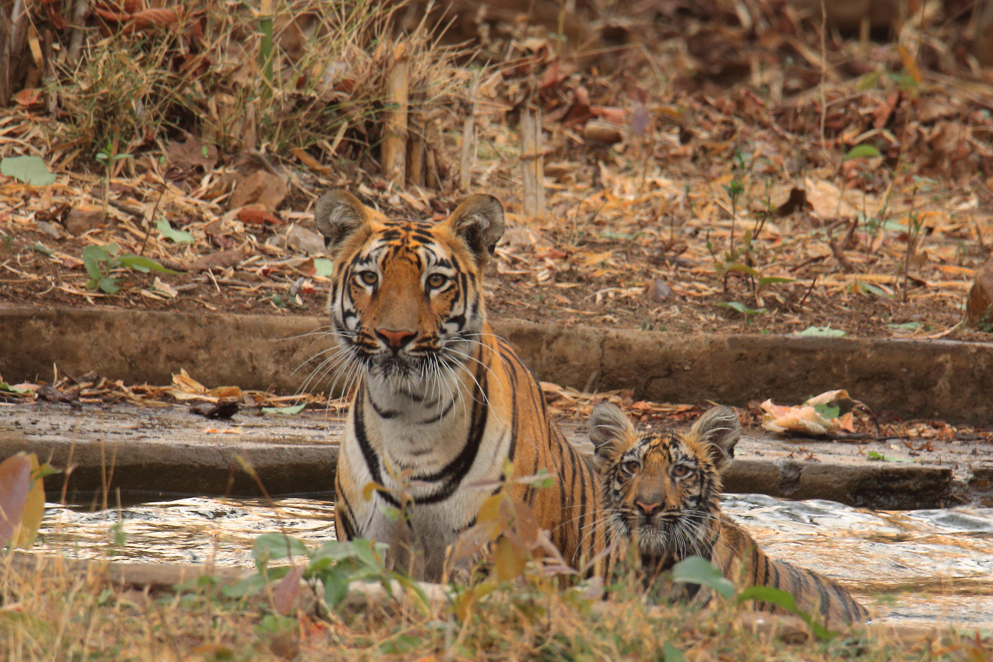 Canon EOS 70D sample photo. Junabai and cub photography