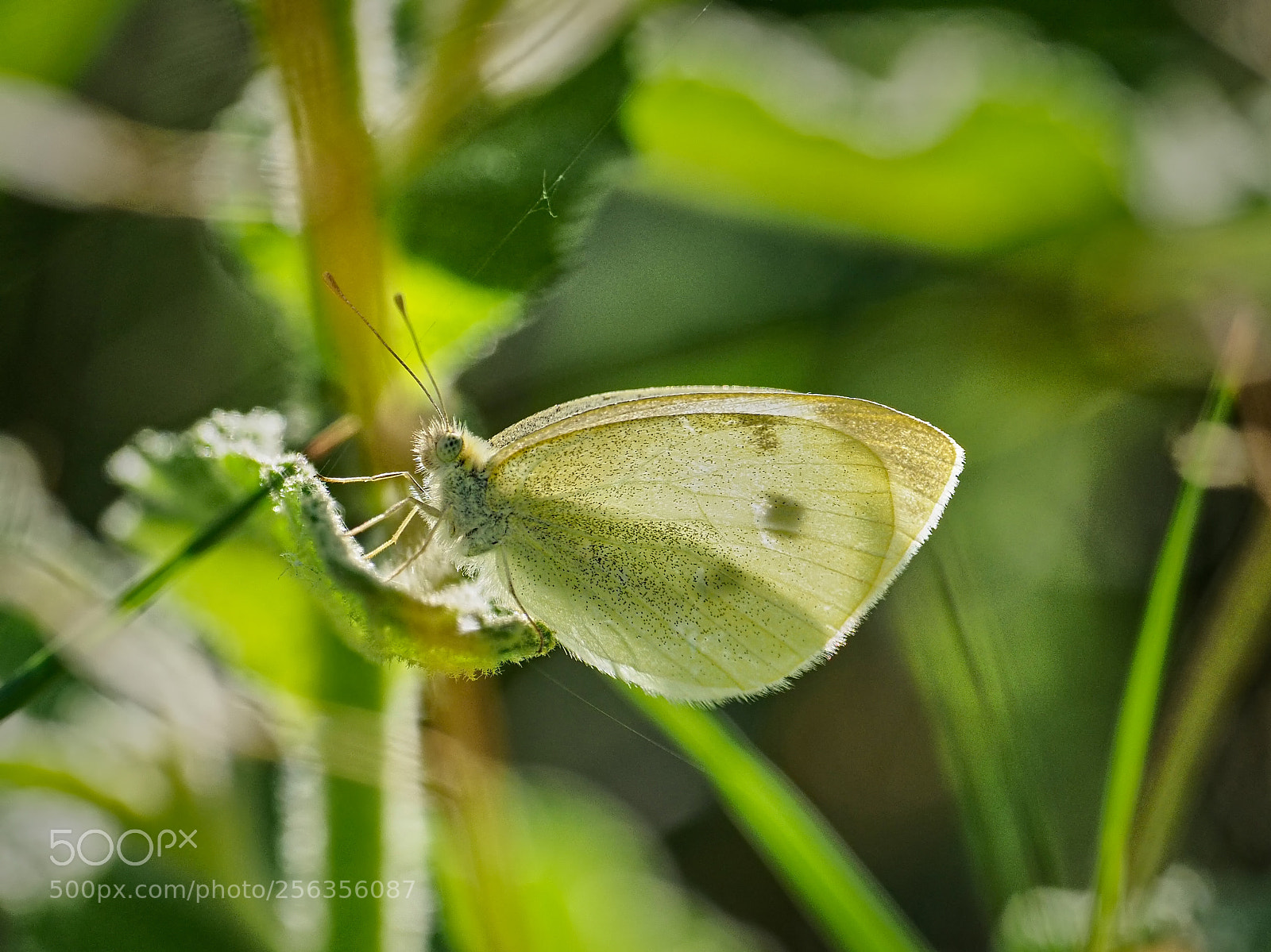 Olympus OM-D E-M1 Mark II sample photo. Butterfly photography