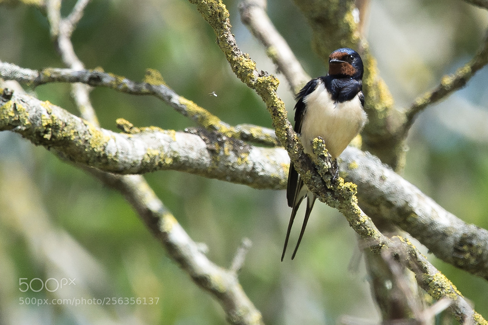 Nikon D7200 sample photo. Hirundo rustica photography
