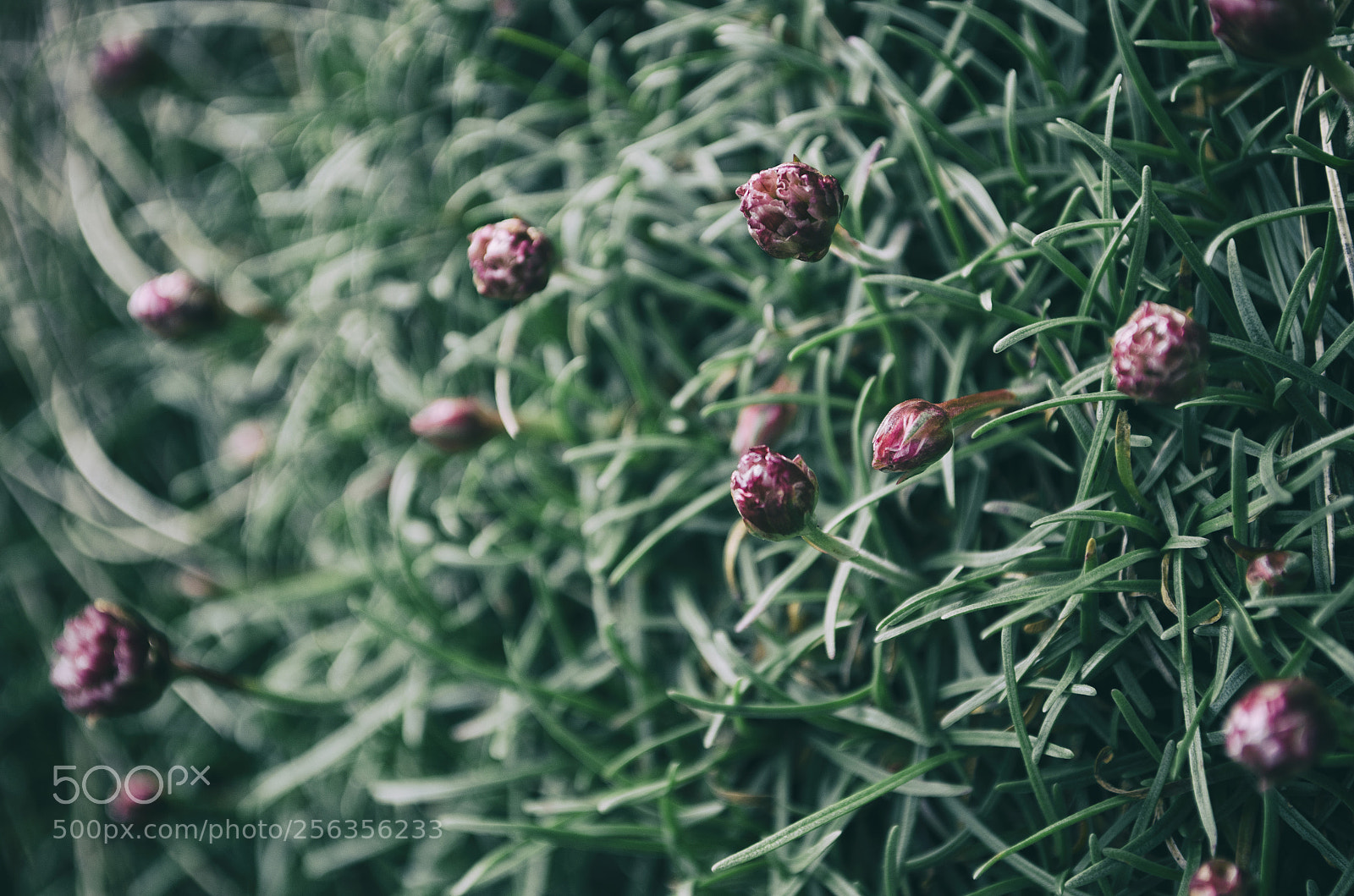 Nikon D5100 sample photo. Despertar photography