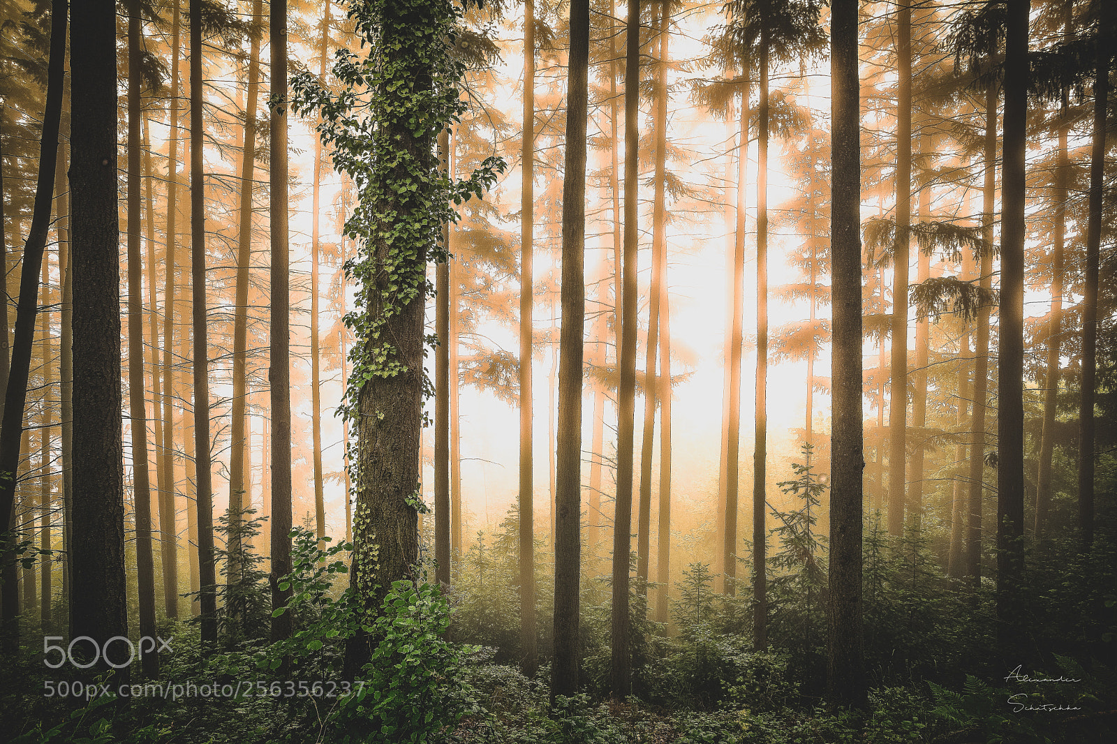 Canon EOS 5D Mark II sample photo. Trees, sun and fog photography